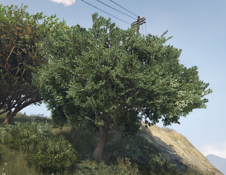 파일:OliveTree-GTAV-SS1.jpg