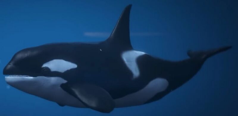 파일:Orca-GTAV.jpg