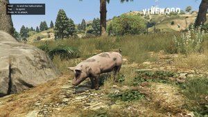 Peyote Plants Animals GTAVe Pig.png