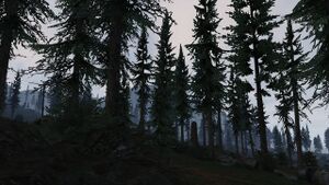 PaletoForest-GTAV-morning.jpg