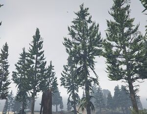 PineTree-GTAV-PaletoForest.jpg