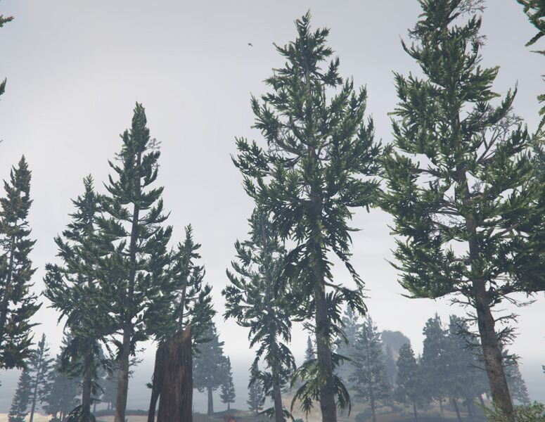 파일:PineTree-GTAV-PaletoForest.jpg
