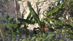 BananaPlant-GTAO-Medium.jpg