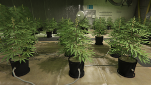 Weed-GTAOe-YoungPlants.png