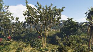 BlackMangroveTree-GTAO-Large.jpg