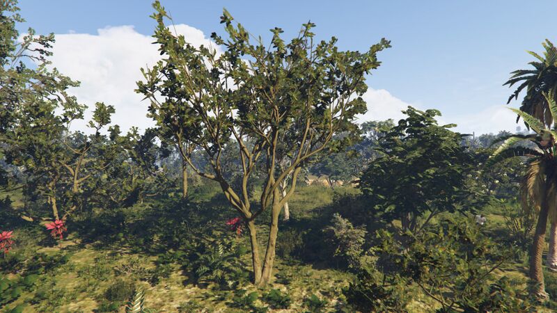 파일:BlackMangroveTree-GTAO-Large.jpg
