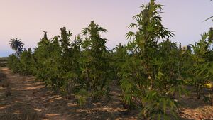 CropFields-GTAO-MarijuanaPlant.jpg
