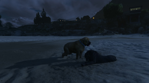 Peyote Plants Animals GTAVe Rottweiler.png