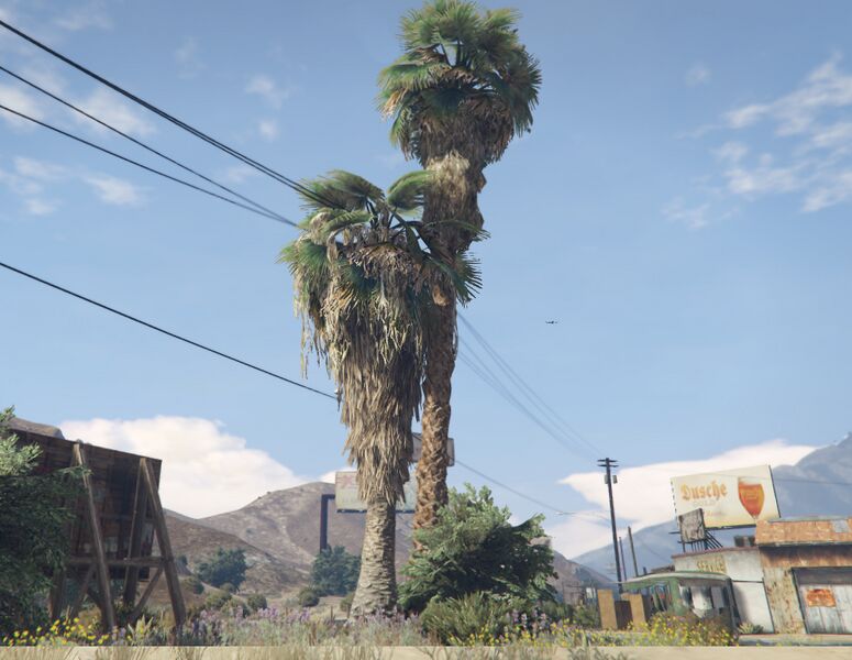 파일:PalmTree-GTAV-Countryside1.jpg