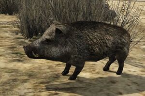 Boar-GTAV.jpg