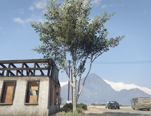 BirchTree-GTAV-SS1.jpg