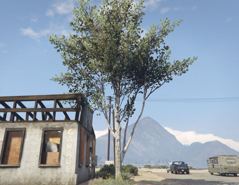 파일:BirchTree-GTAV-SS1.jpg
