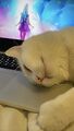 K/DA ALL OUT 세라핀 프로모션 95 (라이엇 계약 아티스트 Kudos Productions)