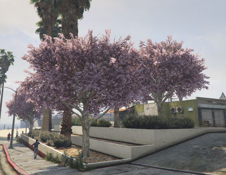 파일:JacarandaTree-GTAV-SS2.jpg