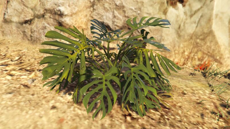 파일:SwissCheesePlant-GTAO.jpg