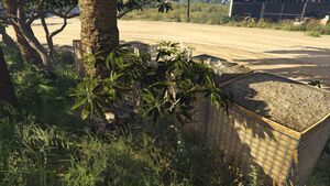 Frangipani-GTAO-Small.jpg