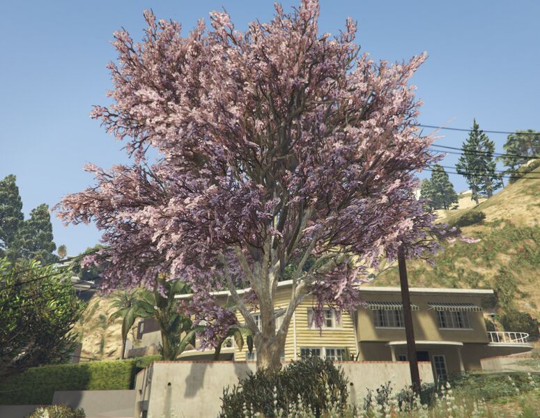 파일:JacarandaTree-GTAV-SS1.jpg