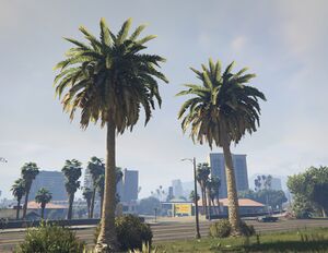 PalmTree-GTAV-SS1.jpg