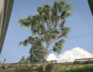 EucalyptusTree-GTAV-SS1.jpg