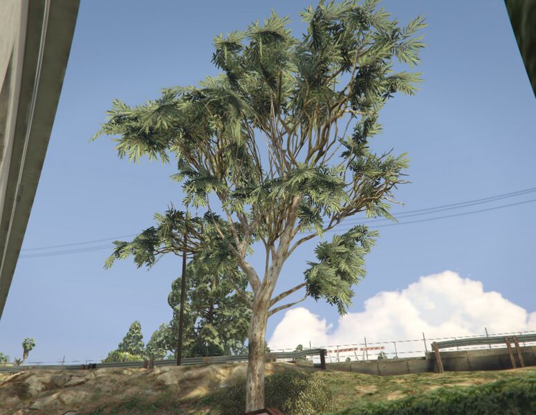 파일:EucalyptusTree-GTAV-SS1.jpg
