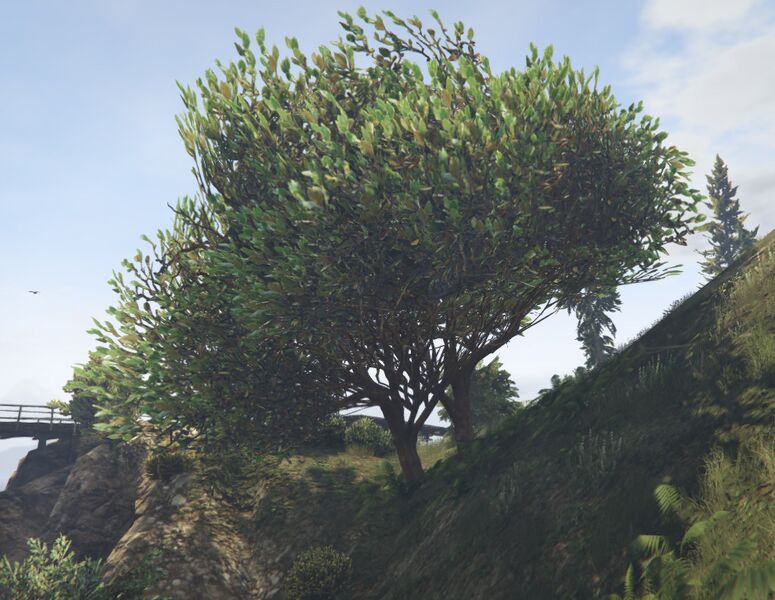 파일:FicusTree-GTAV-SS2.jpg