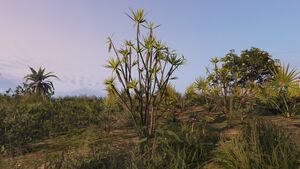 Dracaena-GTAO-Type1.jpg