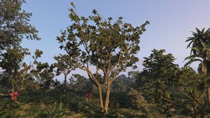 BlackMangroveTree-GTAO-Medium.jpg
