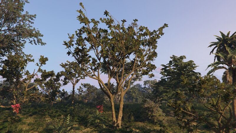 파일:BlackMangroveTree-GTAO-Medium.jpg