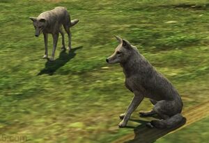 Gta5coyotes.jpg
