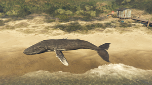 Whales-GTAO-Beached-CayoPerico.png