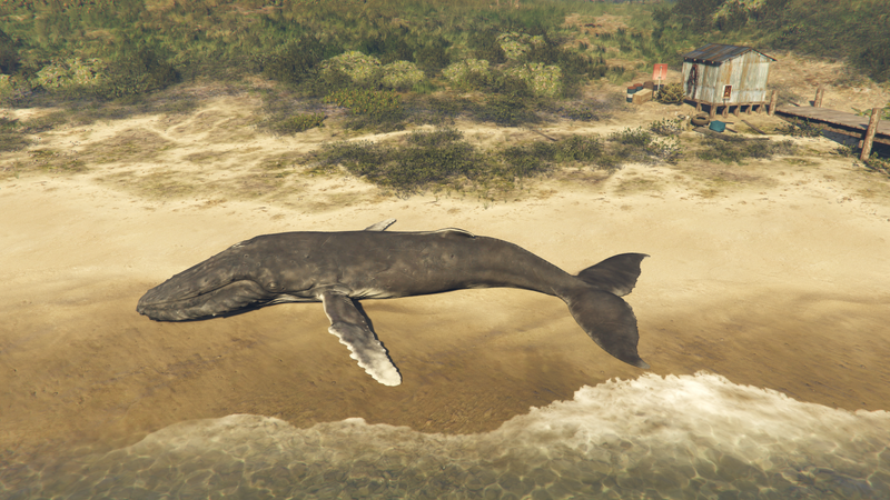 파일:Whales-GTAO-Beached-CayoPerico.png
