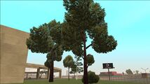 이름 없는 일반 나무, Grand Theft Auto III, Grand Theft Auto: Vice City, 맨헌트에 동일 모델 등장.