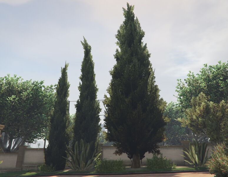 파일:CypressTree-GTAV-SS1.jpg