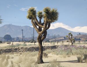 JoshuaTree-GTAV-SS2.jpg