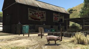 CherryPieFarm-GTAV-BarnPig.jpg