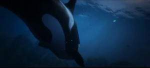 KillerWhale-Animal-GTAV.png