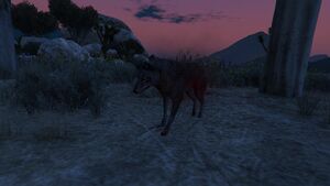 PossessedAnimals-GTAOee-Coyote.jpg