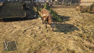 GrapeseedCowFarm-GTAV-Cow.jpeg