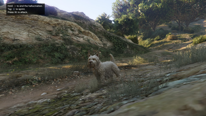 파일:Peyote Plants Animals GTAVe West-Highland-Terrier.png