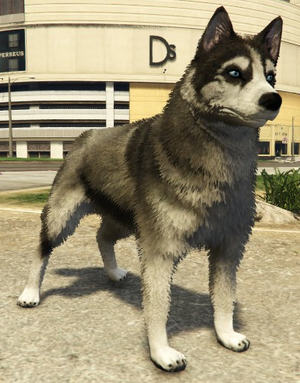 Husky-GTAV-PS4.png
