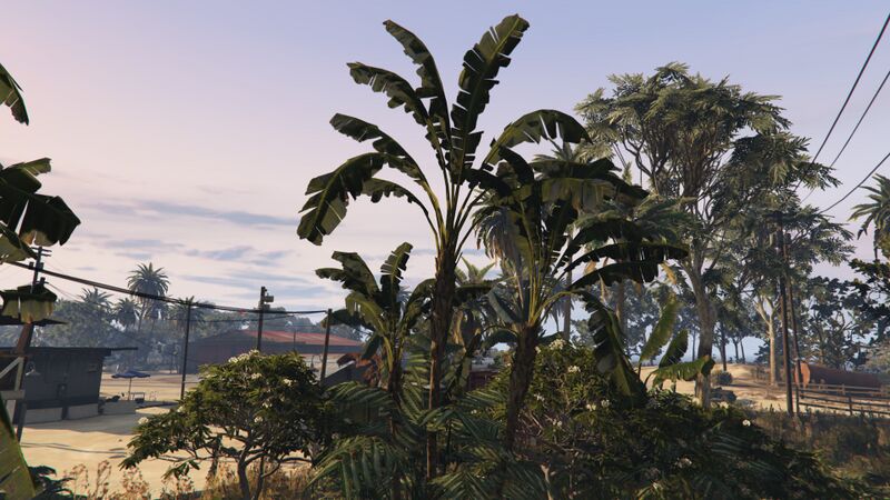 파일:TravelersPalm-GTAO.jpg