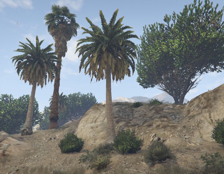 파일:PalmTree-GTAV-Countryside2.jpg