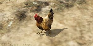 Chicken-GTAV-BlaineCounty.jpg