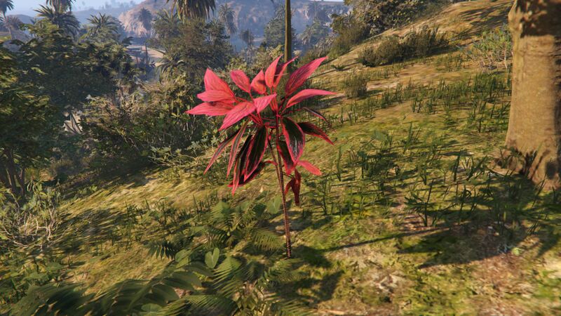 파일:PinkFlowerFromGuarma-GTAO.jpg